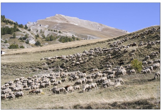 20061010-0682 3643-moutons