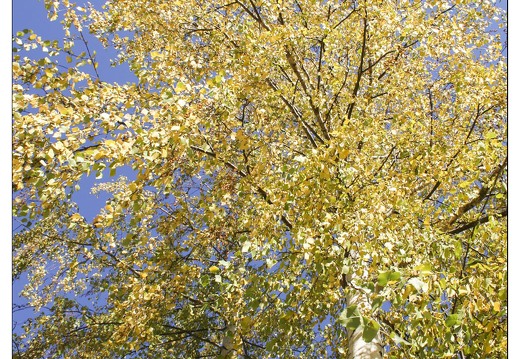 20061013-1175 4060-le Haut Verdon