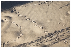 20140628-081 2835-Altyn Emel traces sur la dune chantante