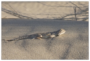 20140628-109 2913-Altyn Emel a la dune chantante lezard