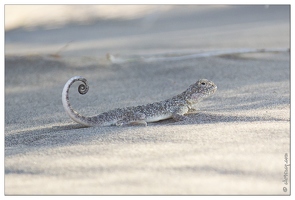 20140628-111 2938-Altyn Emel a la dune chantante lezard