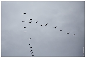 20141120-67 7361-Grues web