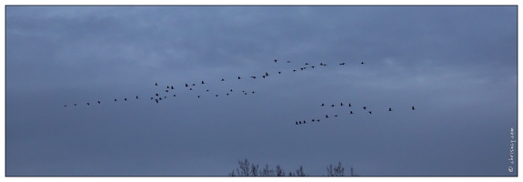 20141120-70 7381-Grues web