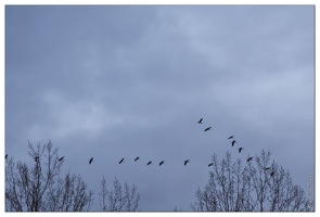 20141120-73 7396-Grues web