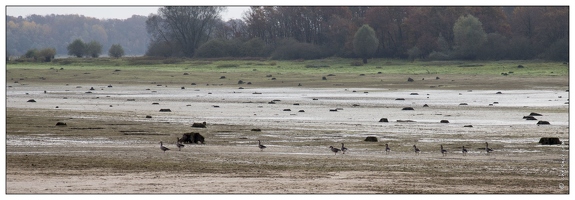 20141120-21 7184-Corne du Der web