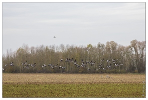 20141120-53 7280-Grues route Landricourt web