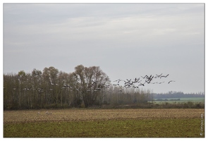 20141120-54 7287-Grues route Landricourt web