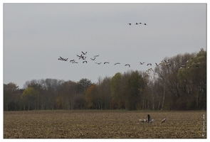 20141120-56 7292-Grues route Landricourt web