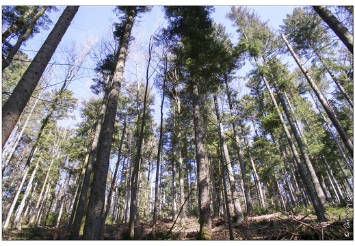 20070311-21 5038-Cascade du nideck w