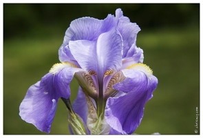 20070530-3135-iris w