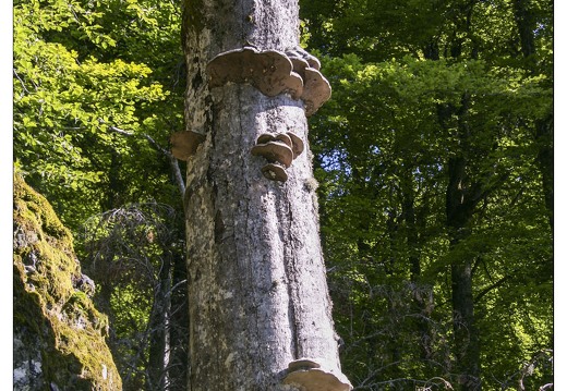 20070529-11 2656-lac pavin w