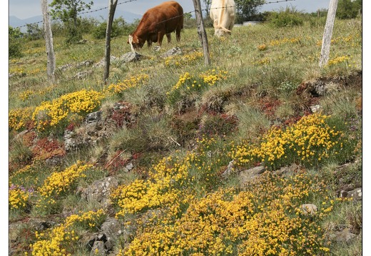 20070603-02 3857-prairies et vaches w