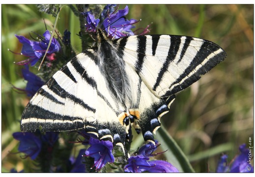 20070603-03 3678-papillon flambé w