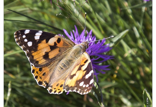 20130720-10180-papillon Belle Dame