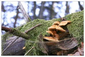 20071006-36 4338-Champignon