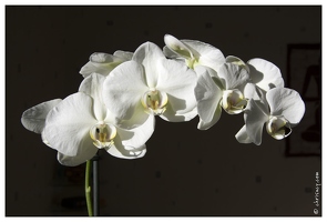 20080113-5167-Orchidee