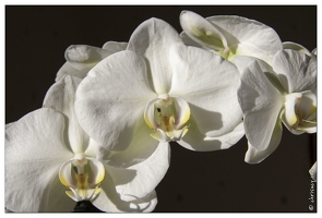 20080113-5169-Orchidee
