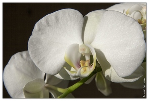 20080113-5177-Orchidee