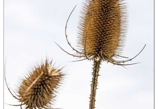 20080420-01 6423-Chardon a Troussey w