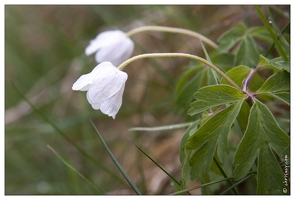 20080501-11 6649-Anemone