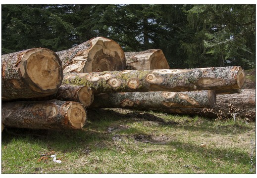 20080501-18 6820-Arbre