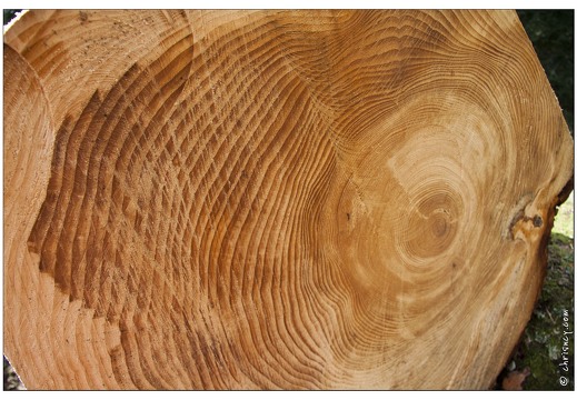 20080501-20 6826-Arbre