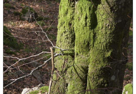 20080501-22 6896-La Bresse Etang de sechemer