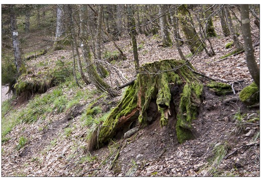 20080501-23 6837-Souche mousse