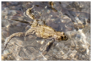 20080501-29 6975-grenouille