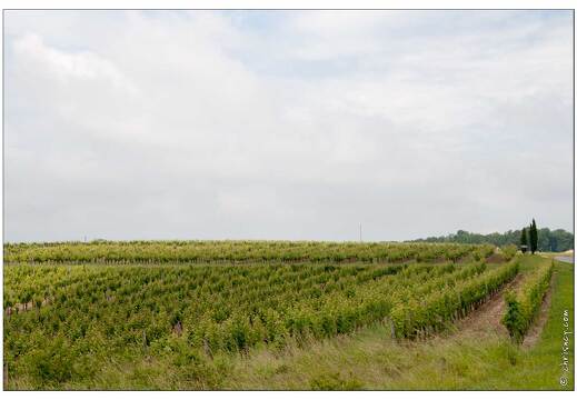 20080611-42 9865-Monbazillac