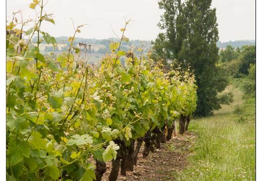 20080611-44 9868-Monbazillac