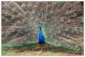 Oiseaux