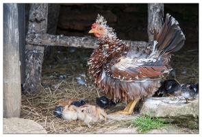 20080607-8972-Poule