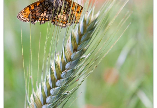 20080603-8224-Papillon Melitee du melampyre