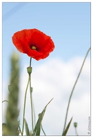 20080604-8444-Coquelicots