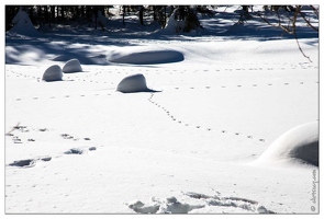 20150212-13 8392-La Bresse Lispach