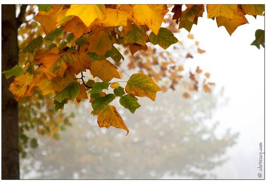 20081018-8318-Brouillard du matin