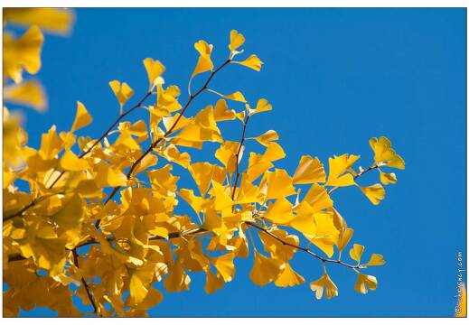 20081018-8394-Nancy Jardin Eau Ginkgo biloba