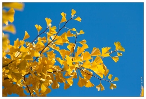 20081018-8394-Nancy Jardin Eau Ginkgo biloba