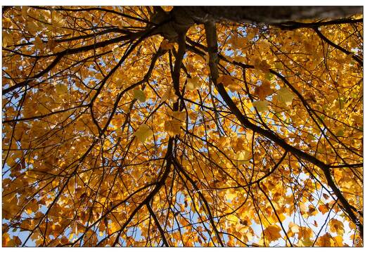 20081018-8418-Nancy Jardin Eau tulipier