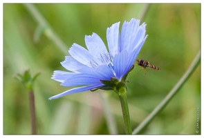 20081001-34 7052-Fleur bleue