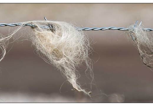 20081004-27 7557-Laine