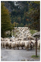 20081004-47 7597-Moutons