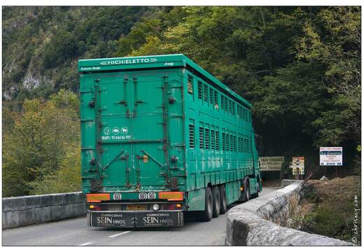 20081004-50 7637-Moutons en camion