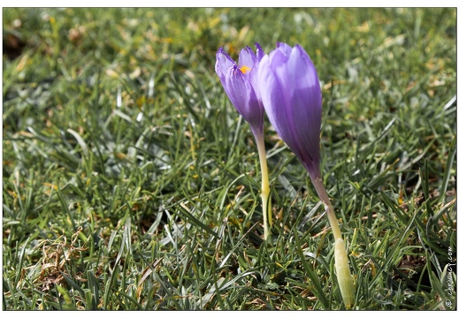 20081004-51 7584-Colchiques