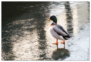 20090110-0626-Canards Colvert