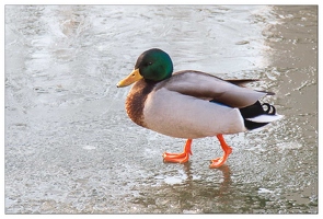 20090110-0630-Canards Colvert