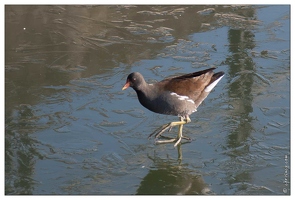 20090110-0638-Gallinule Poule d eau