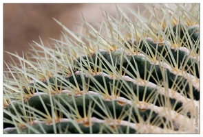 20090214-0758-Jardin botanique echinocactus grusonii