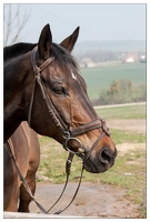 20090405-1863-Horseball